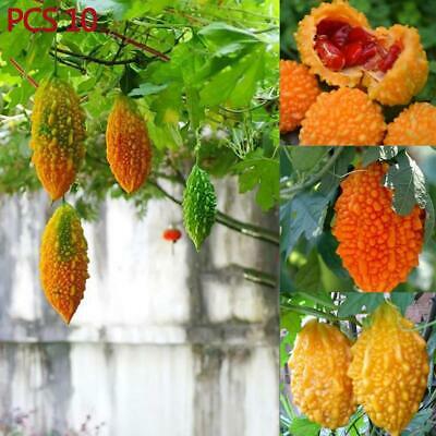 มะระหวาน (Sweet Balsam pear) / 10 เม็ด