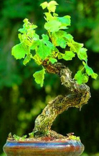 องุ่นอามูร์ (Amur grape) บอนไซ / 10 เม็ด (UK)