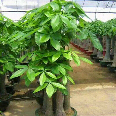 ศุภโชค หรือนุ่นน้ำ (Money tree) / 2 เม็ด