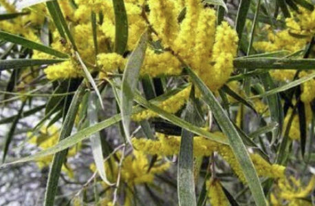 อคาเซีย แอคคิวมินาต้า (Acacia Acuminata / Golden Wattle) / 5 เม็ด (Australia)