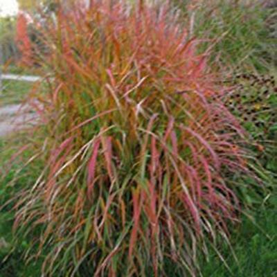 หญ้ามิสแคนทัส (Miscanthus Sinensis) / 100 เม็ด (China)