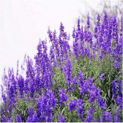 ลาเวนเดอร์อังกฤษ (English Lavender) / 400 เม็ด