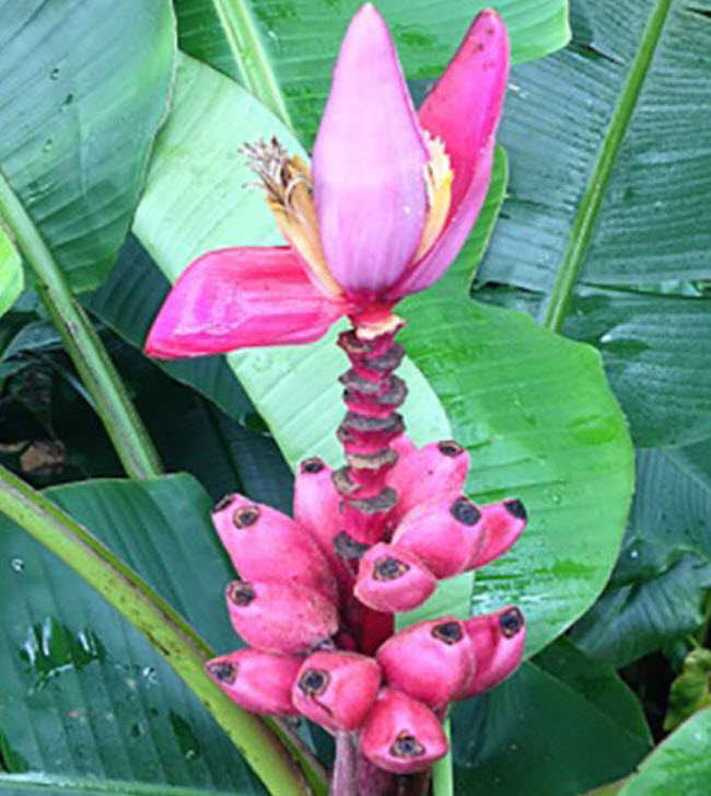 กล้วยรุ่งอรุณ หรือกล้วยดอกบัวอัสสัม (Musa Velutina) / 5 เม็ด (Spain)*