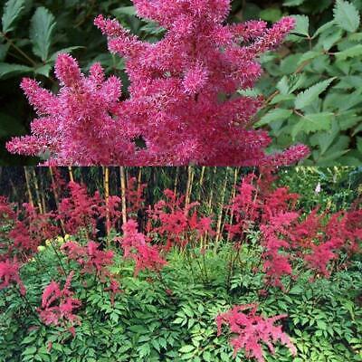อัสดง (Astilbe) สีแดง / 50 เม็ด