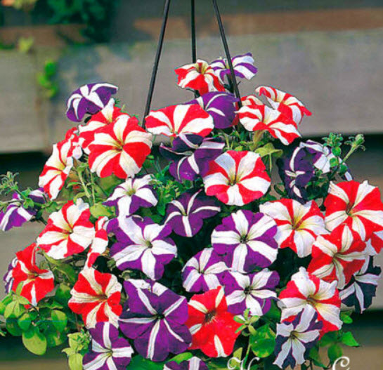 พิทูเนีย (Petunia Compacta Star) คละ / 1,000 เม็ด (UK)