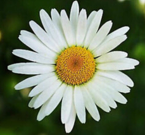 เดซี่ แชสต้า (Shasta Daisy) สีขาว / 2,000 เม็ด