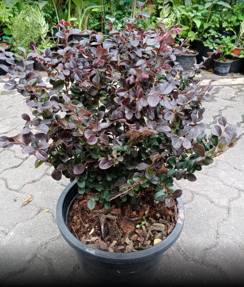 ต้นหงส์ฟู่ (Chinese Fringe Flower) กระถาง 10 นิ้ว สูง 50-60 ซ.ม. / ต้น