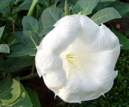 ลำโพงขาว (Datura inoxia) / 70 เม็ด (Germany)
