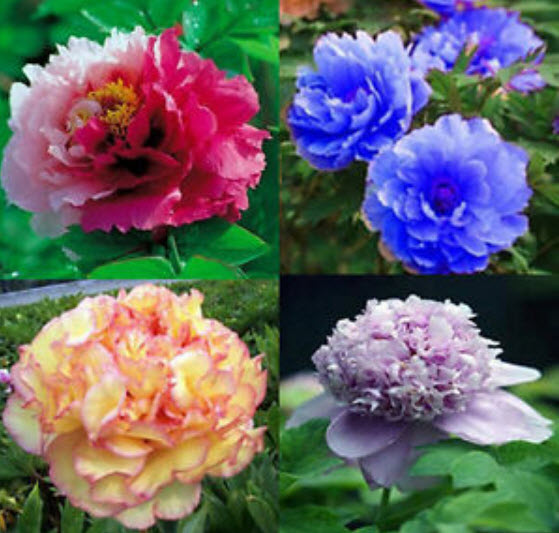 โบตั๋น (Peony) คละสี / 40 เม็ด (China)