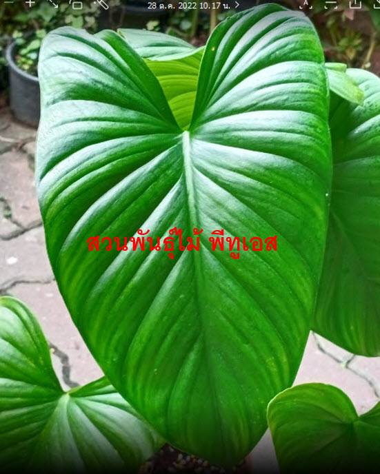 ต้นเสน่ห์จันทร์บุษราคัม จากข้อตาแม่พันธุ์ด่าง ขายทั้งต้น ส่งทั้งกระถาง 10 นิ้ว (ไม่รับเก็บเงินปลายทาง)