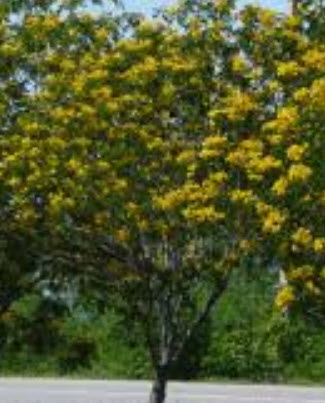 ทรงบาดาล / ขี้เหล็กหวาน (Kalamona) / 25 เม็ด (P2S)