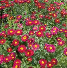 ไพรีทรัม - โรบินสัน (Pyrethrum - Robinsons) สีแดง / 150 เม็ด (UK)