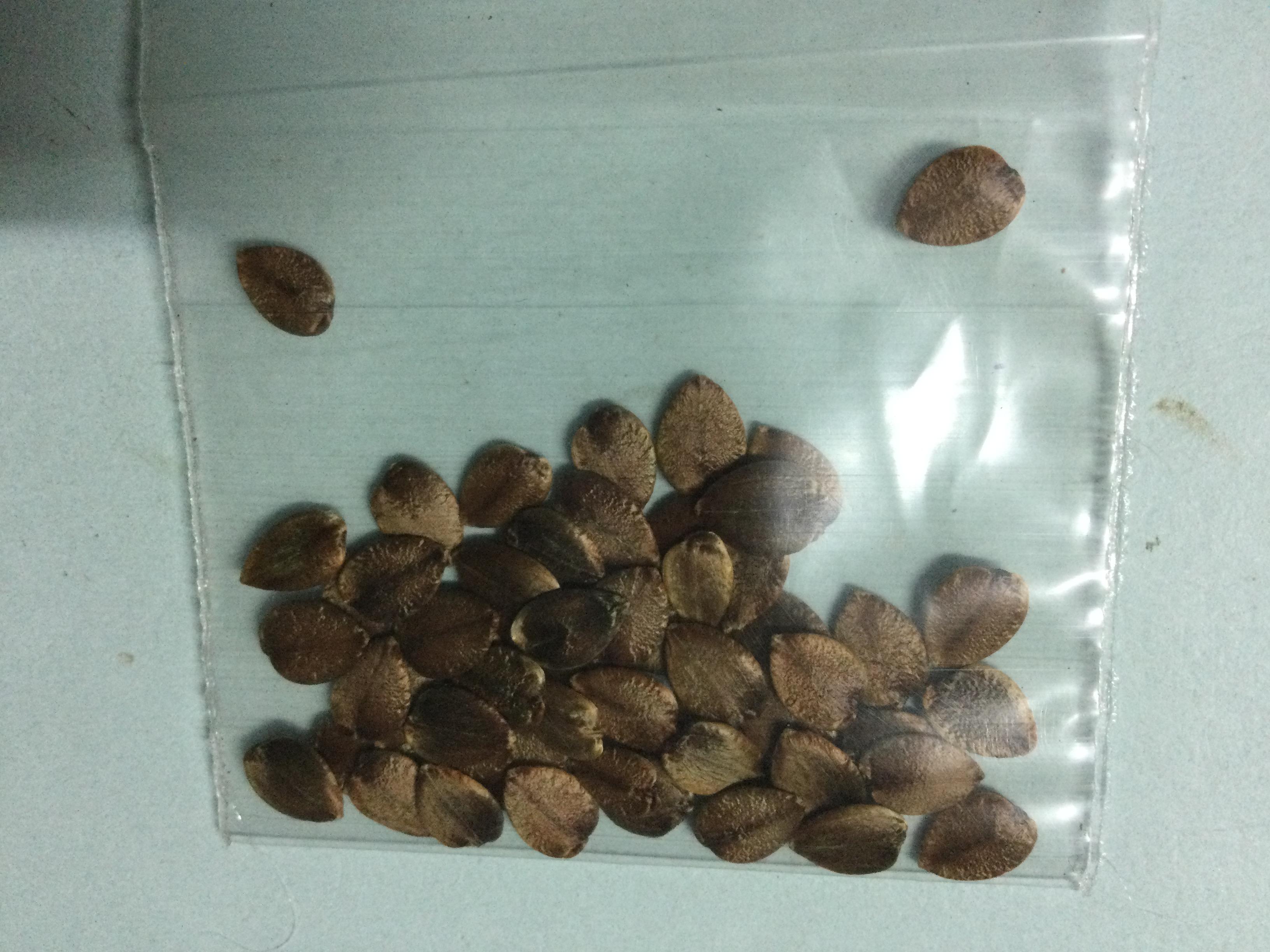 อังกาบหนู (Porcupine flower / Barleria prionitis) / 10 เม็ด