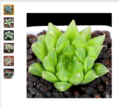 ฮาโวเทีย (Haworthia cooperi) คละ / 50 เม็ด