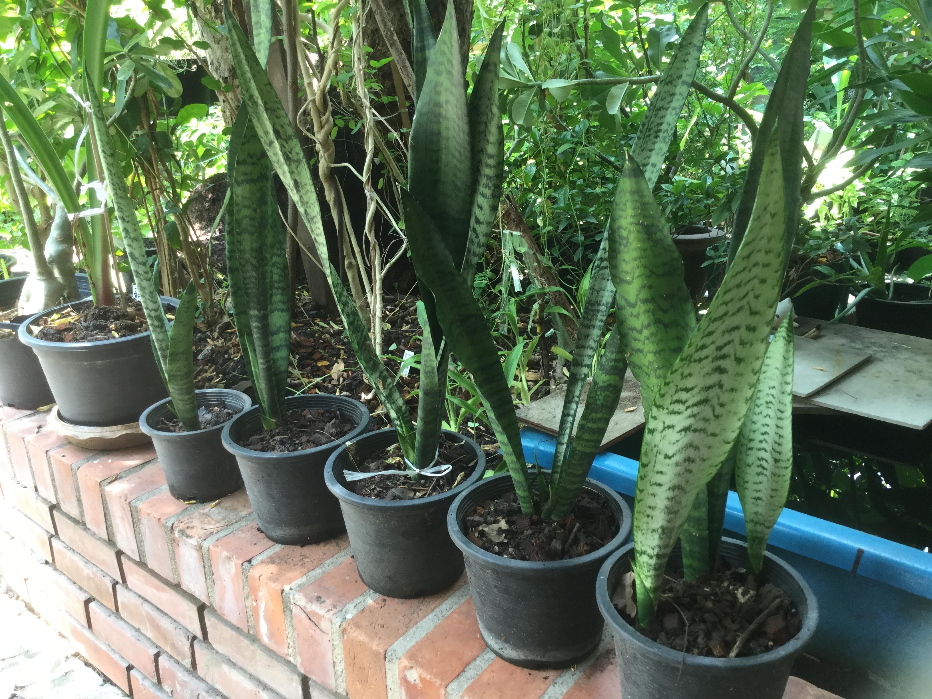 ต้นลิ้นมังกร (XL) สูง 70 ซ.ม. ขึ้นไป / ต้น