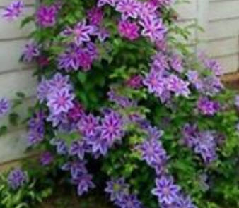 เคล็มแมททิส (Clematis) สีม่วง (B) / 50 เม็ด