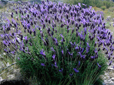 ลาเวนเดอร์ฝรั่งเศส (French Lavender) / 100 เม็ด