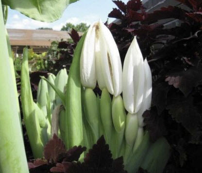 บอนหูช้าง (Colocasia gigantea) / 5 เม็ด (France)*