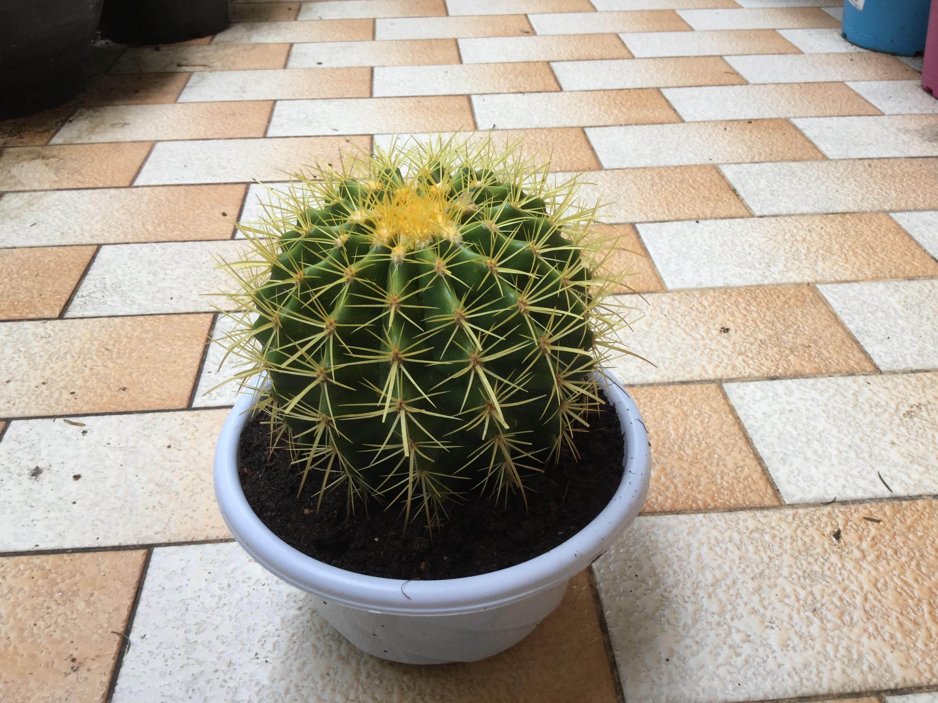 ต้นถังทอง (Golden Barrel Cactus) ขนาด 15-17 ซ.ม. / ต้น