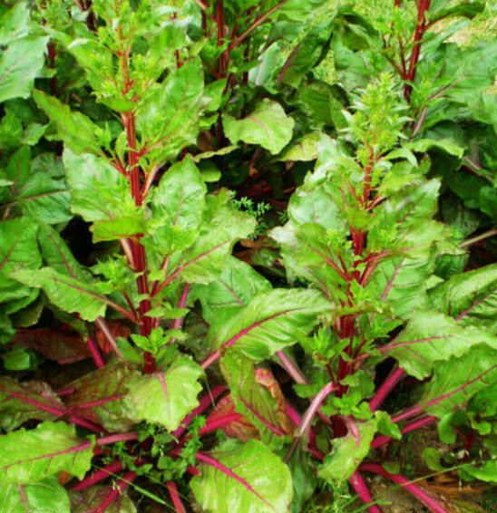 สลัดผักกาดแดง (Red Leaf Lettuce) / ซอง 30 เม็ด (C051)