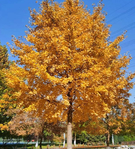 ต้น แปะก๊วย Ginkgo อายุต้น 3 ปี+ สูง 80-100 ซ.ม. ต้นสูง ไม่ต้องรอนาน