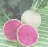 ไชเท้า แตงโม (watermelon radish) / 200 เม็ด (S049)