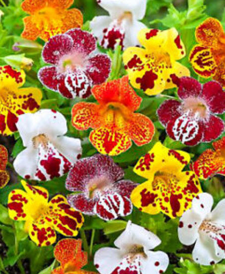 มิมิวลัส (Mimulus / Tiger Monkey Flower) คละ / 3,200 เม็ด (UK)*