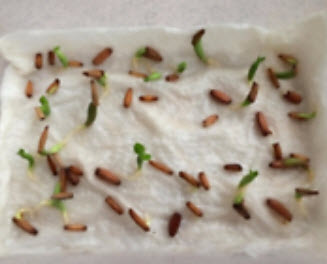 ชวนชม (Adenium) สีม่วงอ่อน / 5 เม็ด (นอก)