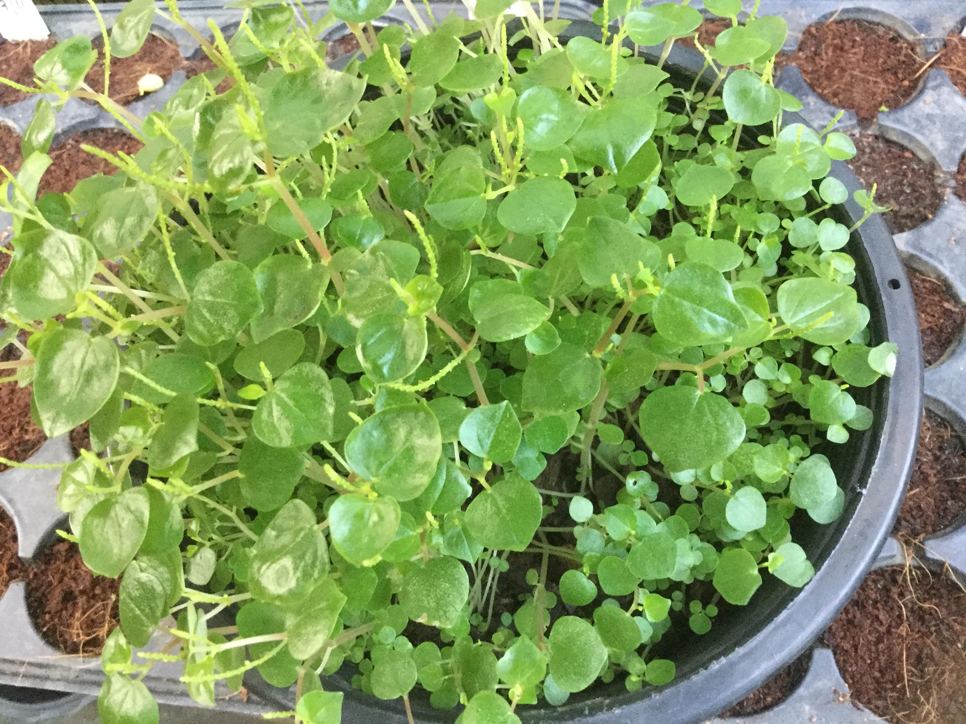 ต้นกระสัง กระถาง 6 นิ้ว กอใหญ่ / กระถาง