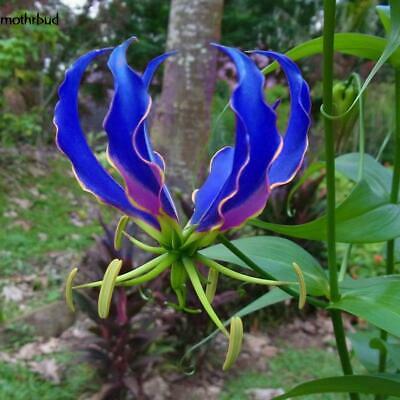 หัวต้นดองดึง (Flame lily / Climbing lily) คละ / หัว