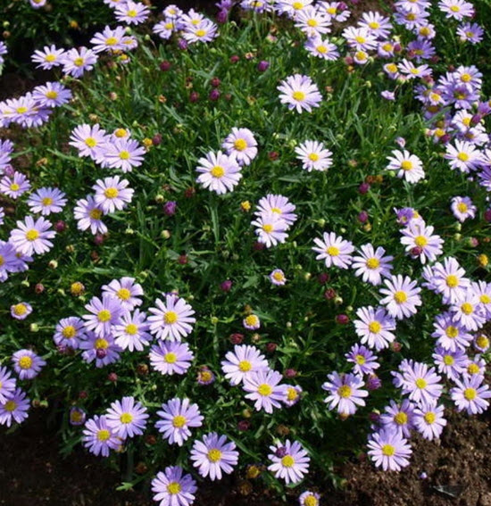 เดซี่ สวอน ริเวอร์ (Swan River Daisy) คละ / 3,000 เม็ด (Ukraine)