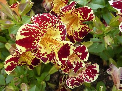 มิมิวลัส (Mimulus Tiglinus) คละ / 1,000 เม็ด (Serbia)