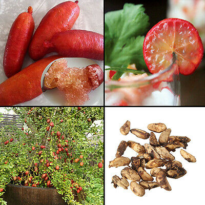 มะนาวนิ้ว (Finger Lime) Pink Ice / 10 เม็ด (นอก)