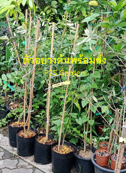 ต้นมะกอกโอลีฟ Olive - Leccino สูง 80-100 ซ.ม. (Italy)