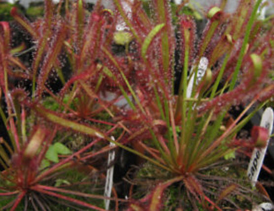 หยาดน้ำค้าง (Sundew) คละ / 100 เม็ด