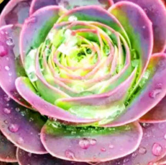 กรีโนเวียชมพู (Pink Greenovia) / 100 เม็ด