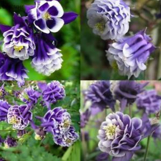 โคลัมบายน์ สีม่วง-ขาว (Columbine / Aquilegia) / 100 เม็ด