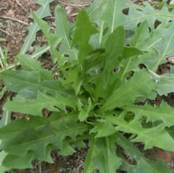 แดนดิไลออน (Dandelion) คละ / 1,000 เม็ด (โปรฯ)