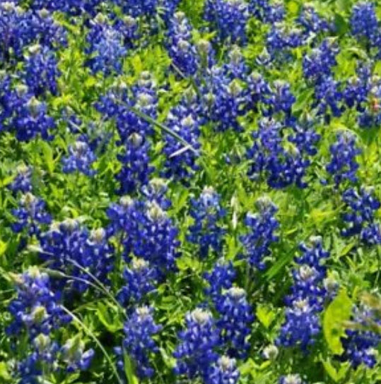เท็กซัส บลูบอนเน็ต (Texas Bluebonnet) / 50 เม็ด (USA)