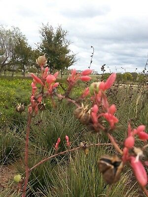 ยุกคาแดงเท็กซัส (Texas Red Yucca) / 10 เม็ด (Texas, USA)