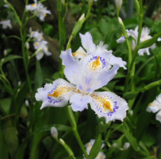 แจแปนีส ไอริส (Japanese Iris) สีขาว / 10 เม็ด