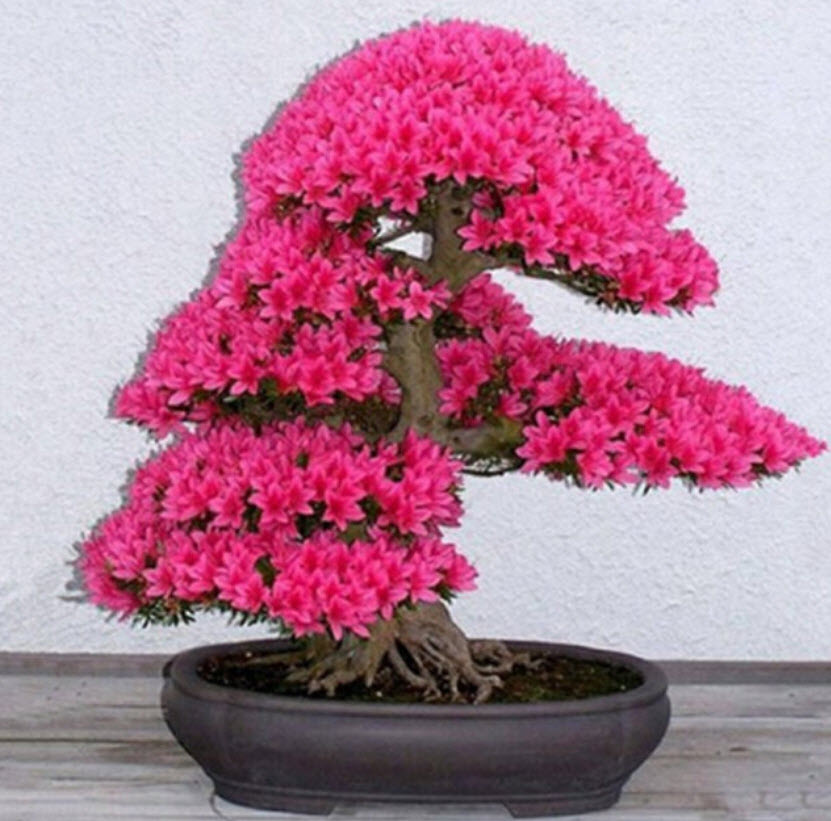 ซากูระญี่ปุ่น บอนไซ (Japanese Cherry Blossom) สีชมพูเข้ม / 5 เม็ด