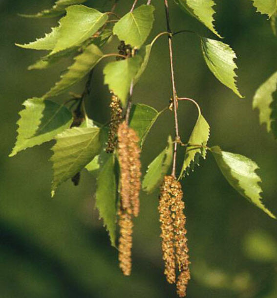 ซิลเวอร์ เบิร์ช (Silver Birch) / แพ็คใหญ่ 300 เม็ด (Spain)
