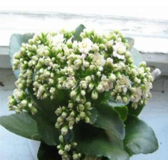เมล็ดกุหลาบหิน (Kalanchoe) สีขาว / 50 เม็ด (นอก)