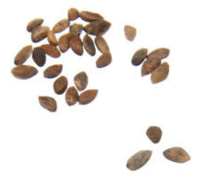 สนขาวญี่ปุ่น (Japanese White Pine) / 20 เม็ด