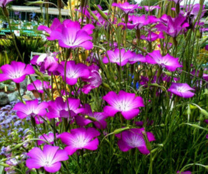 อะโกรสเท็มมา (Agrostemma Milas Rose) / 20 เม็ด (UK)