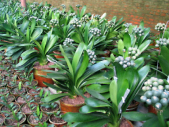 คลีเวีย (Clivia) แดง-เขียว / 5 เม็ด (สีใหม่)