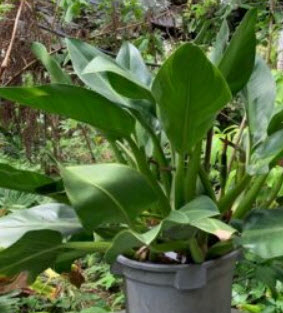 ฟิโลเดนดรอน ก้านป่อง / 50 เม็ด (Australia)