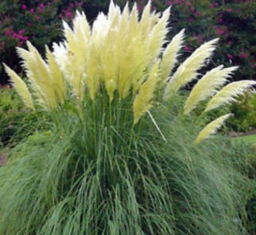 หญ้าภูเขา (Pampas grass) สีขาวเงิน / 1,000 เม็ด