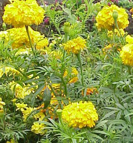 ดาวเรือง สีเหลือง ดอกใหญ่ / 100 เม็ด (P2S)